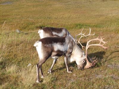 夫婦二人だけの北極圏突入 6
