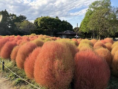 所要で立川へ。国営昭和記念公園へ。