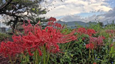 自転車でGO! 雁堤の彼岸花&コスモス ★リベンジ★ 2025.09.29