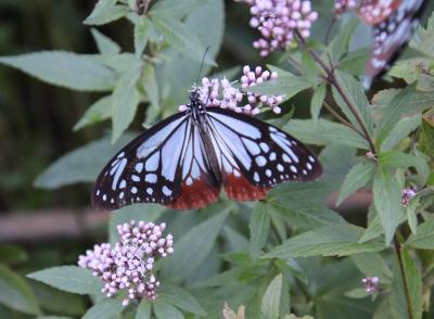映画「戦国無頼」のロケ地　御嶽山播州清水寺に9年ぶり2度目の参拝してアサギマダラと初逢瀬