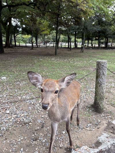 奈良散策 ♪ 東大寺 • かき氷