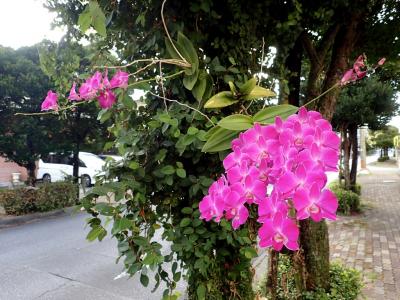 【タイさんの宜野湾の日々】宜野湾市3日目。アパートからの出社。