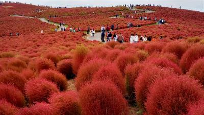 日本一のコキアを見に行こう！