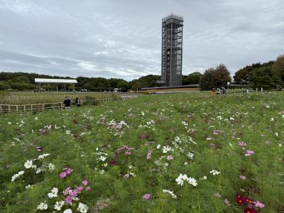 秋の浜名湖を巡る旅（２）　～浜名湖ガーデンパーク、浜松城～