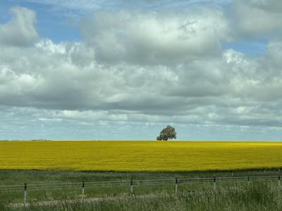 2025年10月メルボルン~アデレード、春の花と動物たち、アボリジニアート、ワインに出会う旅ー1