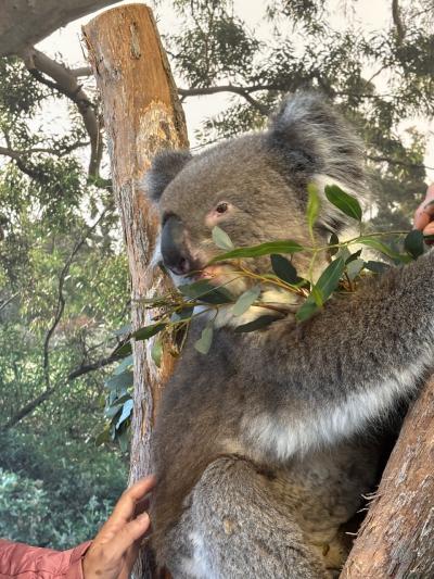 2025年10月メルボルン~アデレード、春の花と動物たち、アボリジニアート、ワインに出会う旅ー2