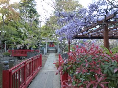 春の下町水辺散策（７）富岡八幡宮