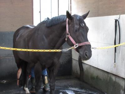 両親を北海道へ連行する旅　3日目(2025.7.11)