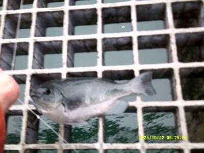 豊浜釣り桟橋１０月下旬と１１月　暗くなるまで釣れないアジ