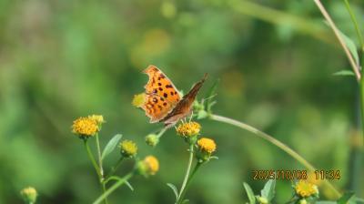 2025年森のさんぽ道で見られた蝶⑯その①ミドリヒョウモン、ツマグロヒョウモン、キタテハ、ルリタテハ、イチモンジチョウ