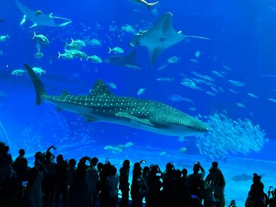 2025年10月 沖縄旅行記②美ら海水族館を観光