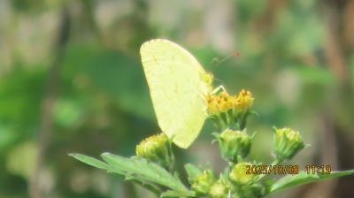 2025年森のさんぽ道で見られた蝶⑯その②キタキチョウ、ヒカゲチョウ、クロコノマチョウ、イチモンジセセリ、チャバネセセリ