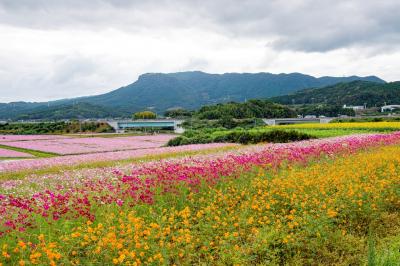 三光コスモス祭り　　2025