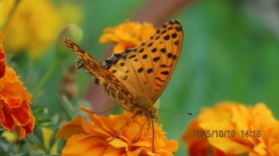2025年森のさんぽ道で見られた蝶⑰その①キタテハ、ツマグロヒョウモン、モンシロチョウ、キタキチョウ