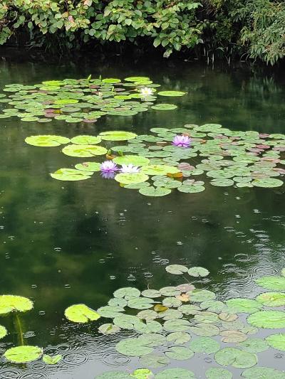 初めての高知　４日目　「モネの庭マルモッタン」の青い睡蓮に癒されて