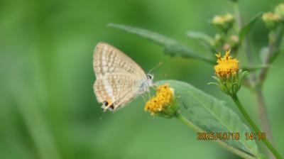 2025年森のさんぽ道で見られた蝶⑰その②クロコノマチョウ、イチモンジセセリ、チャバネセセリ、ウラナミシジミ、ヤマトシジミセリ