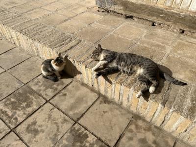 【⑤ブハラ編】夢を叶えたウズベキスタン旅行