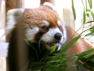秋の乗り放題パス(最後の旅？)【池田動物園】