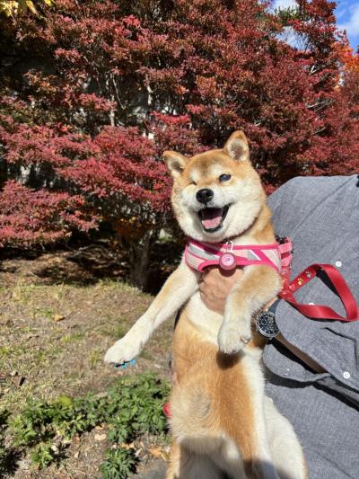 令和7年10月 軽井沢愛犬旅行