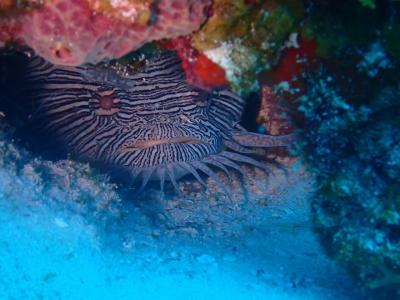 ソロトラベラー(メキシコ プラヤ・デル・カルメンからカンクン)♯531