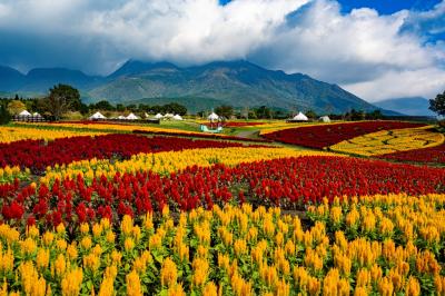 くじゅう花公園　2025秋