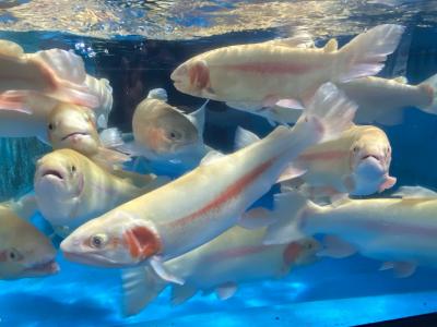 2025北海道 8:北方領土・鮭・さんま