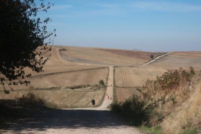 ちょこっとスペイン巡礼とバルト諸国の旅３： 歩き１～２日目　リオハのワイン畑を歩く