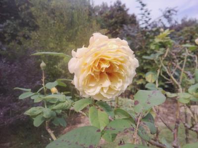 2025年11月・秋に咲くバラの開花状況を観に行って来ました(^0^)