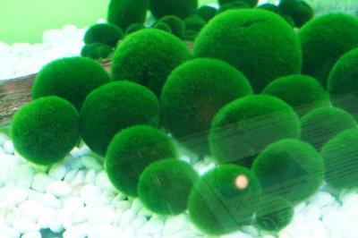 秋色と冬色の道東へ【4】~阿寒湖の紅葉とマリモ~