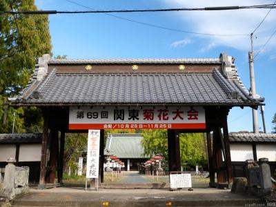 「大光院」の「関東菊花大会」_2025_規模縮小が更に進み、前年の半分以下でした（太田市）