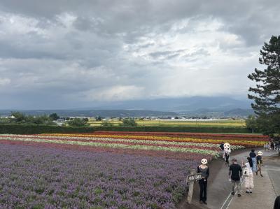 酷暑の都心を脱出して札幌から富良野、そして旭川へ。④レンタカーを借りて、ファーム富田へ。