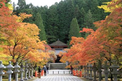 高野山の紅葉（2025年11月4日）見頃