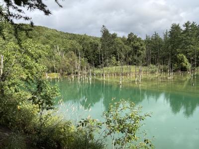 酷暑の都心を脱出して札幌から富良野、そして旭川へ。⑦美瑛のケンとメリーの木～セブンスターの木～新栄の丘展望公園～青い池～白金温泉