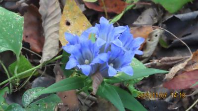 森のさんぽ道で見られたツルリンドウ