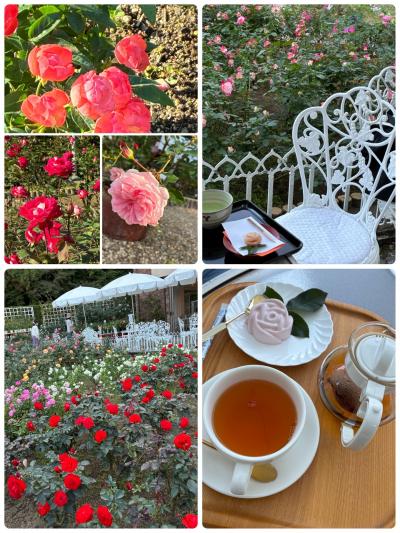 奈良霊山寺のバラ園は見頃に！