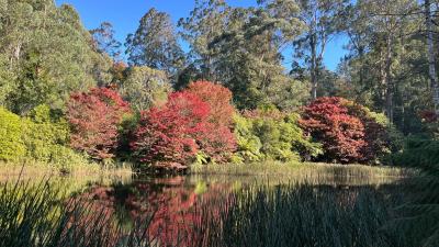 2025GW メルボルン13：「娘」と「孫」とダンデノン植物園へ、ドライブ＆散策