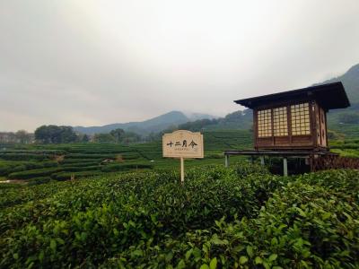 上海から日帰り杭州　茶畑・白い西湖・ショッピング　3, 4