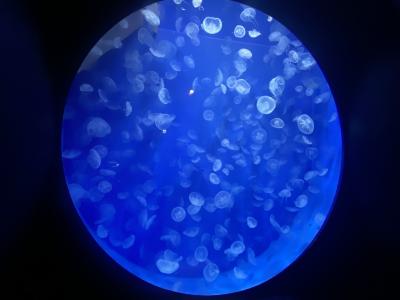 松山空港から足摺岬は遠かった・・・けど。デストロイヤー！