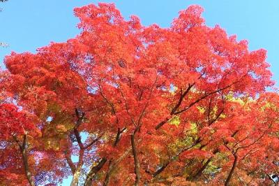 11月の鶴岡・酒田・山形の記録④