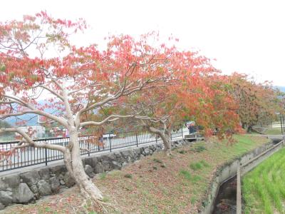 久留米柳坂曽根の櫨並木の紅葉