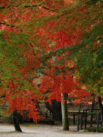 岐阜県土岐市曽木公園の紅葉