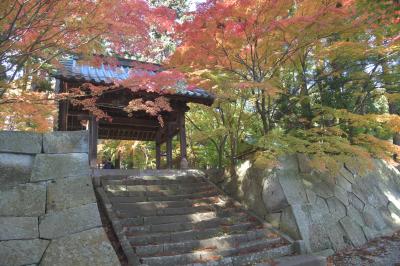 今年の紅葉は10年に一度の美しさ!