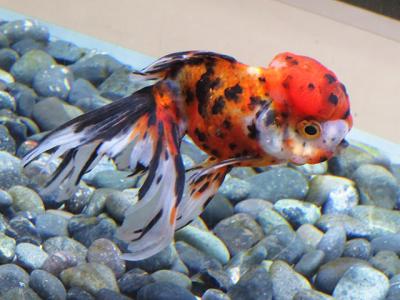 秋の乗り放題パス(最後の旅？)【姫路市立水族館】