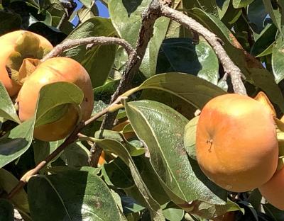 柿狩りとカレー