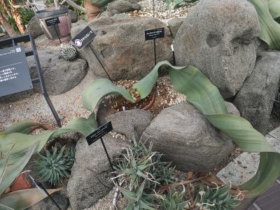 東山植物園　キソウテンガイを知る