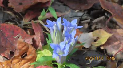 森のさんぽ道で見られたツルリンドウその後