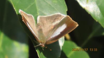 2025年森のさんぽ道で見られた蝶⑱ウラギンシジミ、ウラナミシジミ、ヤマトシジミ、キタテハ、モンシロチョウ等