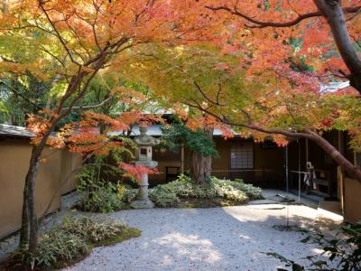 2025年紅葉の色づき状況&#9825;一条恵観山荘＊円覚寺＊鶴岡八幡宮