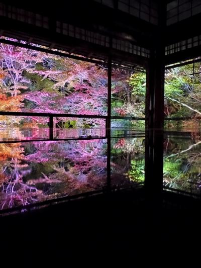 京都②瑠璃光院、秋の夜間拝観へ行く！