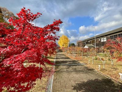 奈良　カエデの郷ひらら　大銀杏と廃校　大願寺　冬にひっそり咲く桜